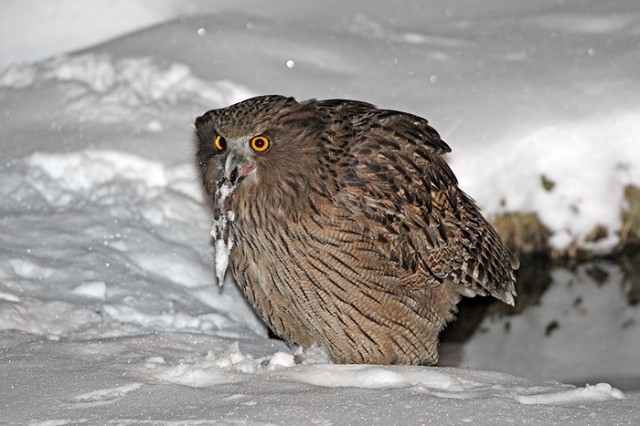 Blakiston’s eagle-owl