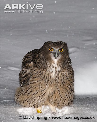 Pretty Blakiston’s eagle-owl
