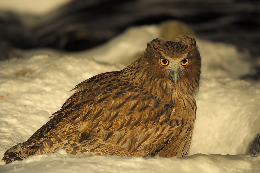 Pretty Blakiston’s eagle-owl