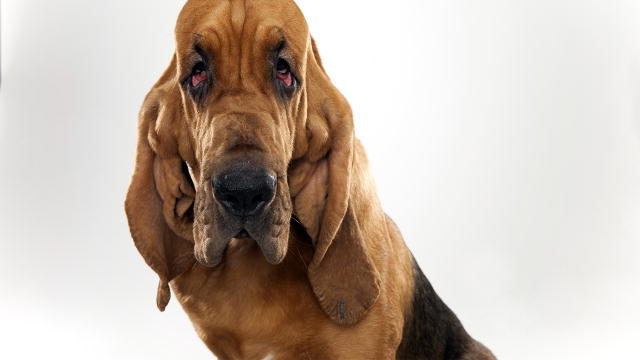 Nice Bloodhound - Dog Breed