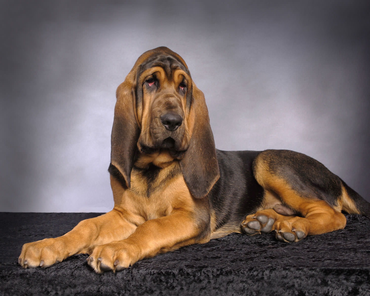 Cool Bloodhound - Dog Breed