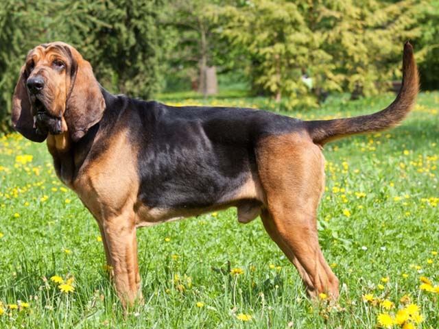 Wallpaper Bloodhound - Dog Breed