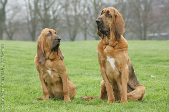 Bloodhound - Dog Breed wallpaper