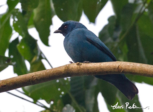 Blue cuckoo-shrike