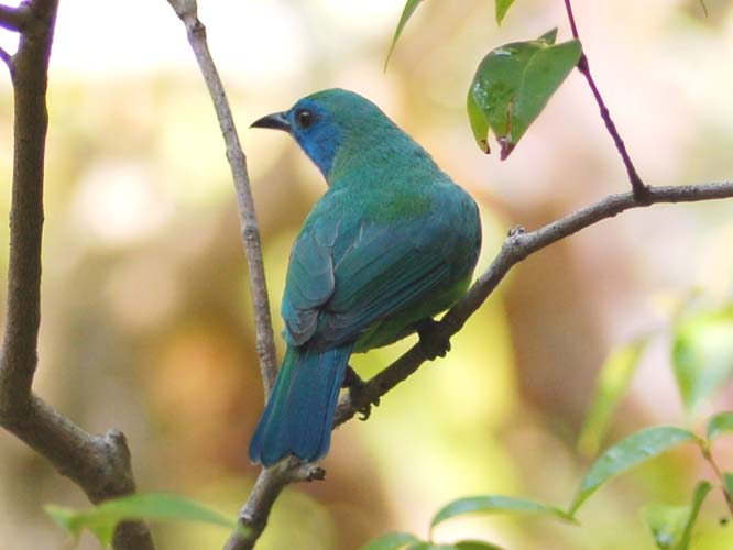 Pretty Blue-masked leafbird