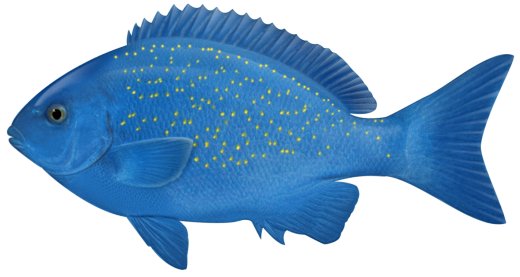 Pretty Bluefish