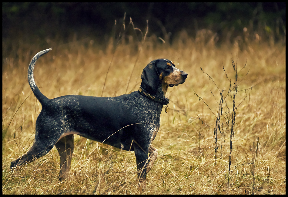 Bluetick Coonhound - Dog Breed photo 