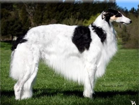 Cool Borzoi - Dog Breed