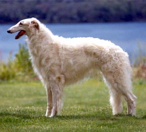 Pretty Borzoi - Dog Breed