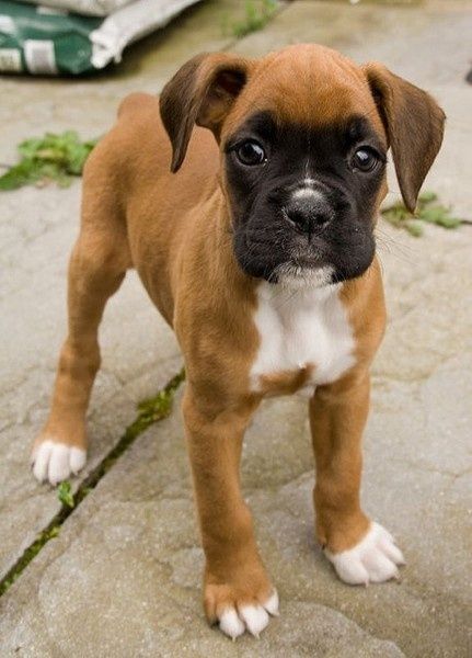 Cute Boxer - Dog Breed
