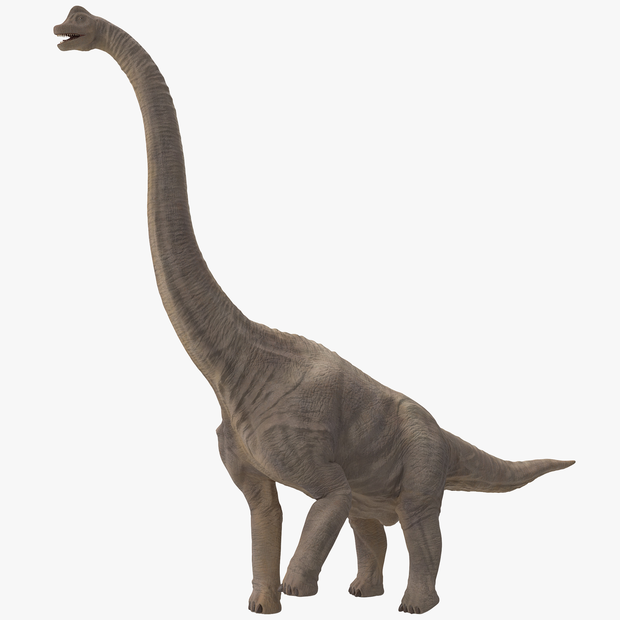 Wallpaper Brachiosaurus