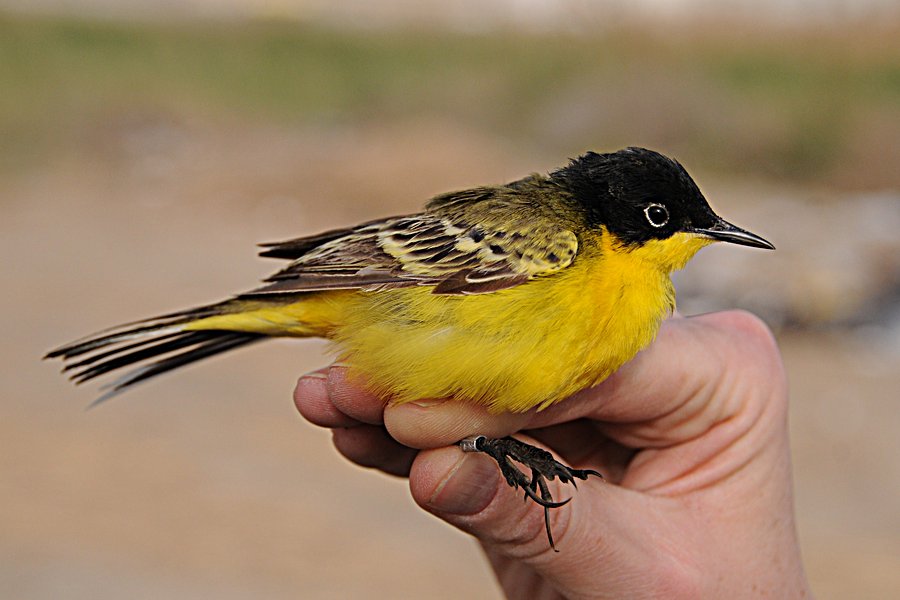 Brown-and-yellow marshbird