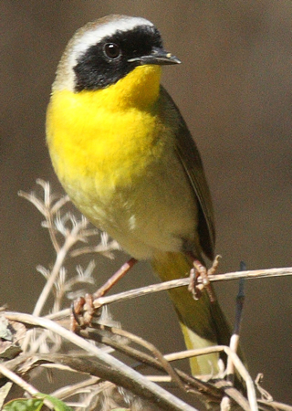 Pretty Brown-and-yellow marshbird