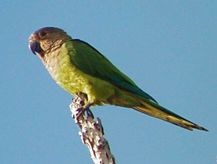 Pretty Brown-throated parakeet