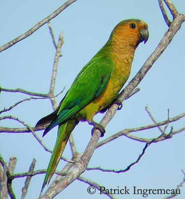Pretty Brown-throated parakeet