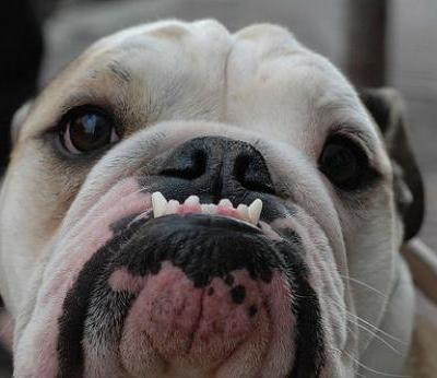Cute Bulldog - Dog Breed
