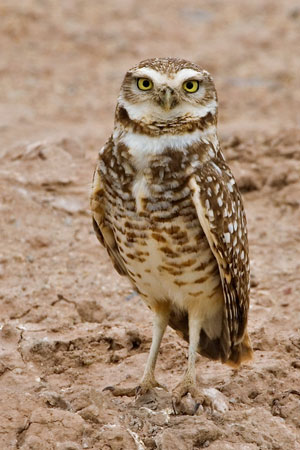 Pretty Burrowing owl