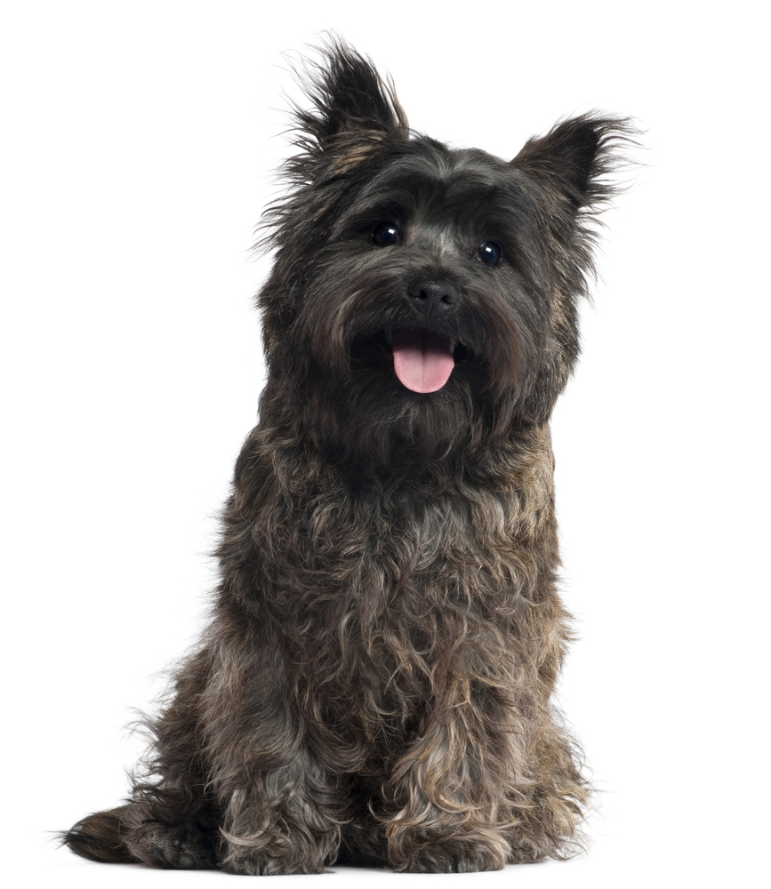 Nice Cairn Terrier - Dog Breed