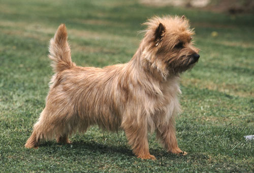 Cute Cairn Terrier - Dog Breed