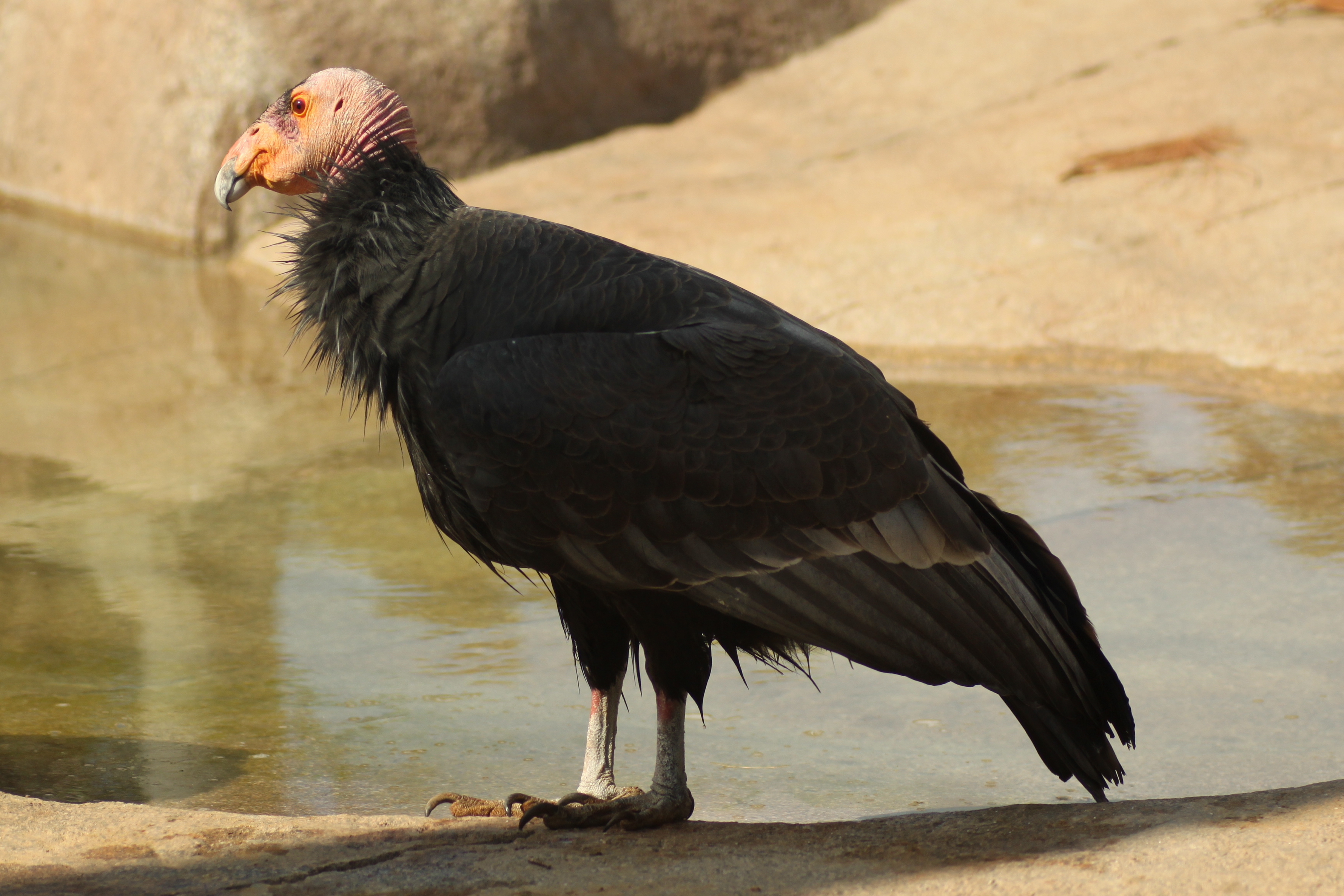 Pretty California condor