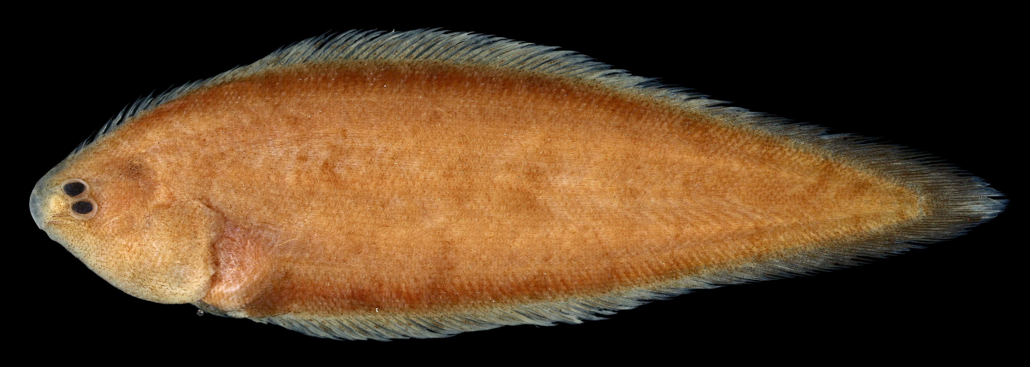 California tonguefish