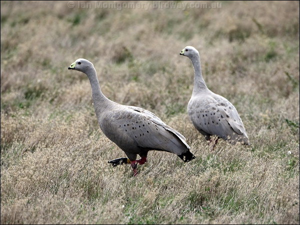 Pretty Cape Barren goose