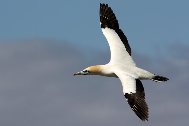 Pretty Cape gannet
