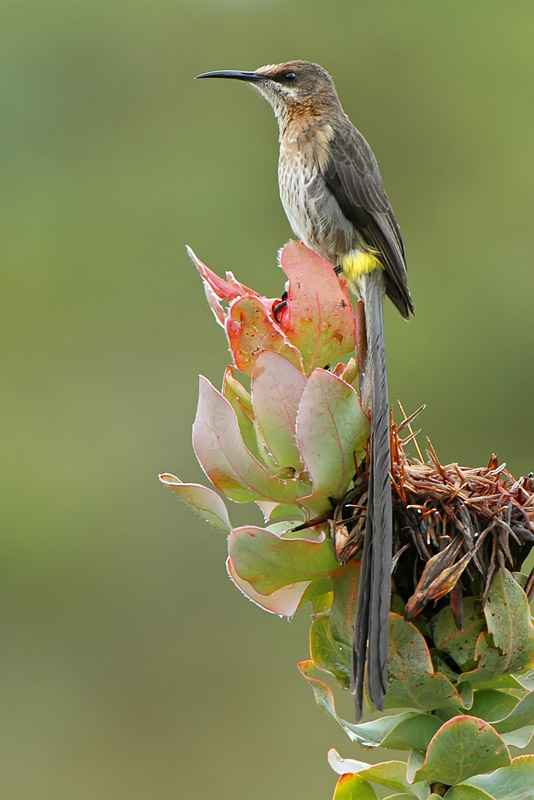 Pretty Cape sugarbird