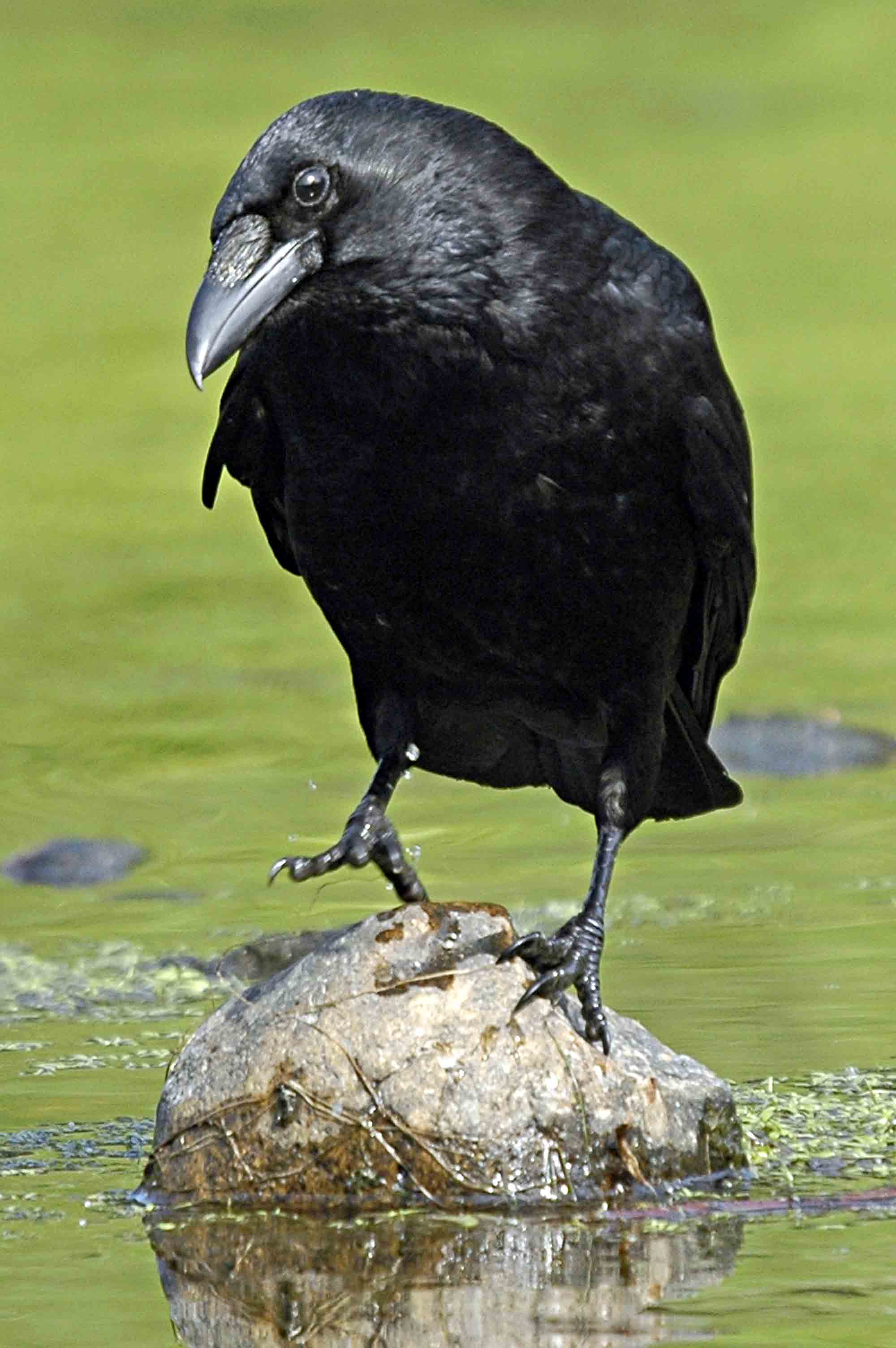 Pretty Carrion crow