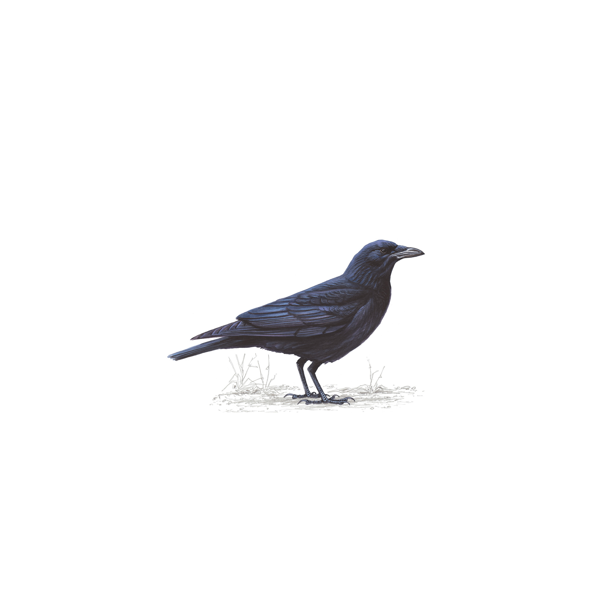 Pretty Carrion crow