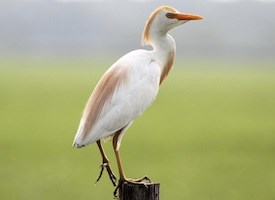 Pretty Cattle egret