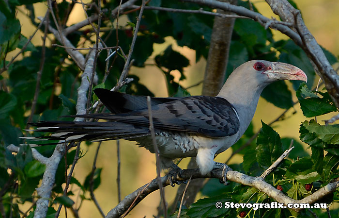 Pretty Channel-billed cuckoo