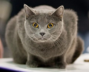 Cute Chartreux - Cat Breed