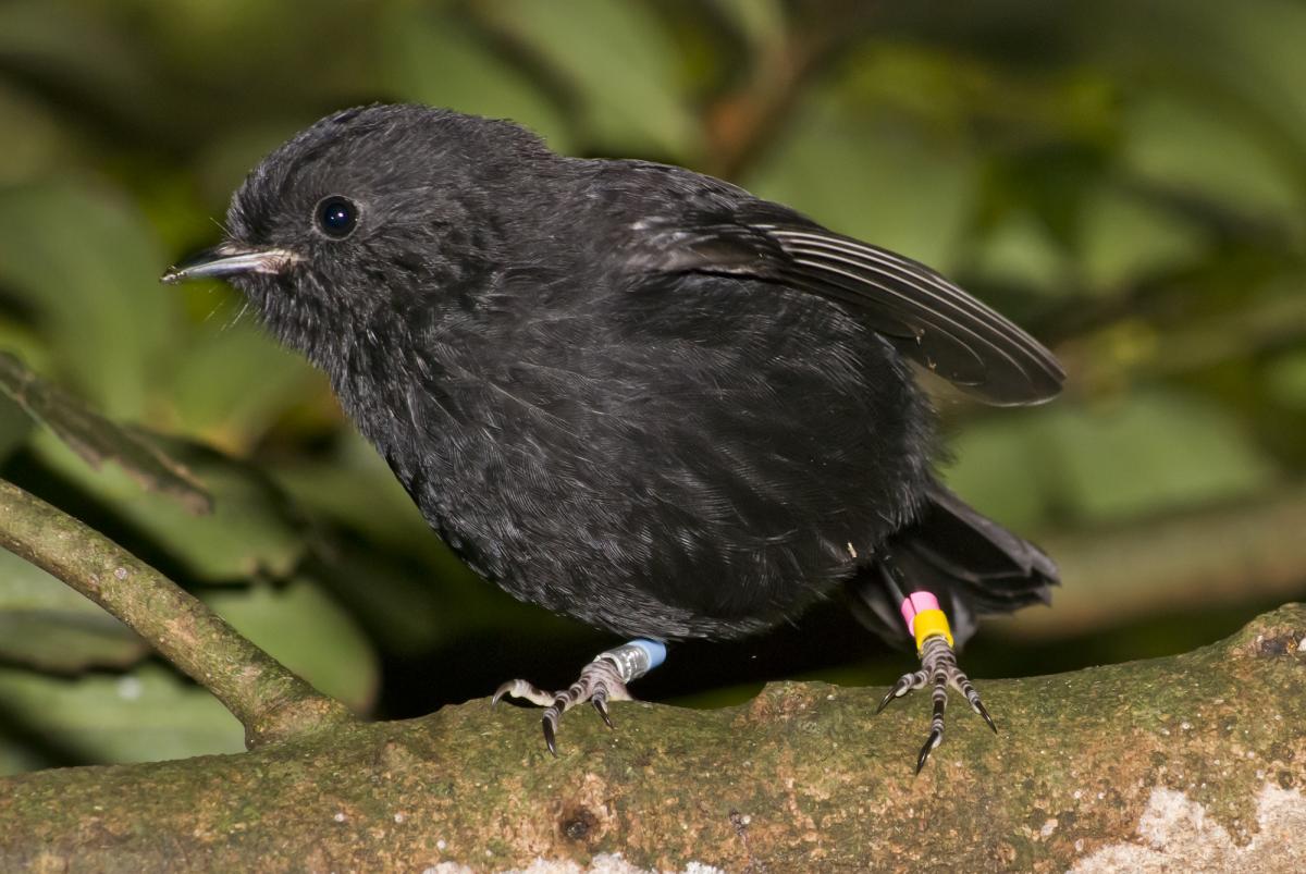 Chatham Island black robin