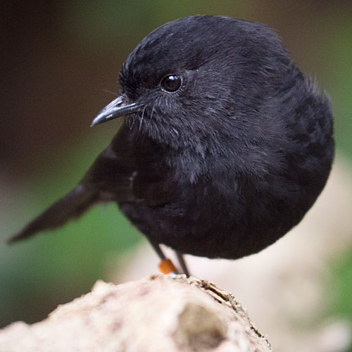 Pretty Chatham Island black robin