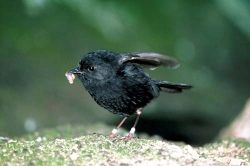 Pretty Chatham Island black robin