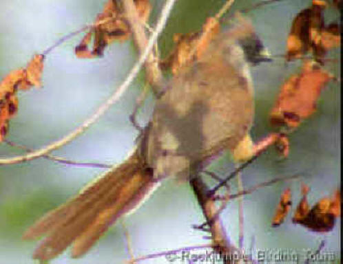 Pretty Chestnut-backed mousebird