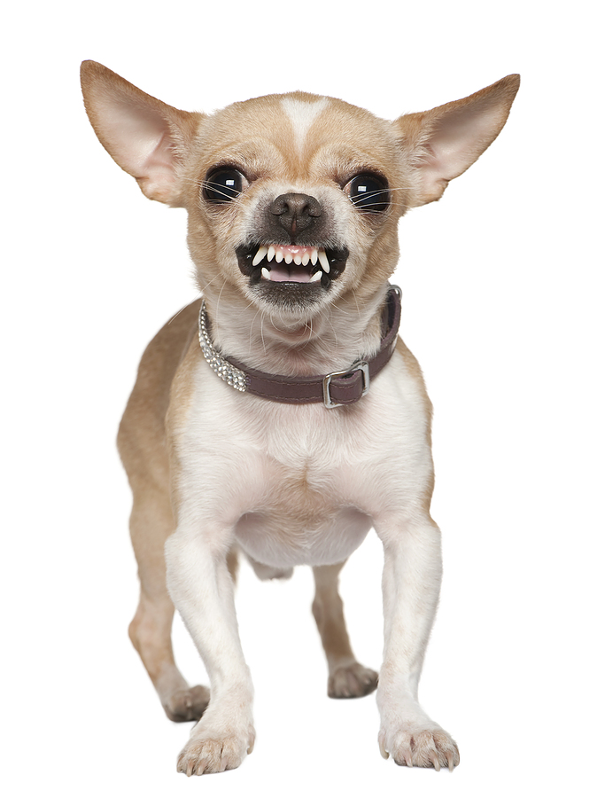 Chihuahua - Dog Breed