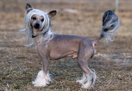 Nice Chinese Crested - Dog Breed