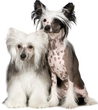 Chinese Crested - Dog Breed wallpaper