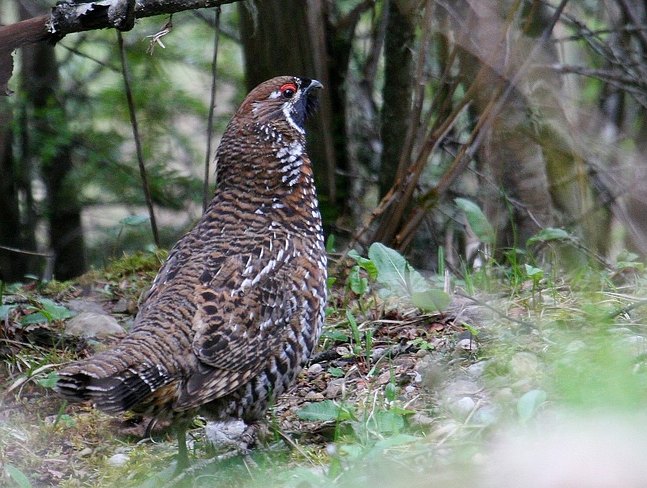 Pretty Chinese grouse