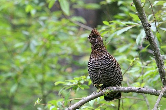 Pretty Chinese grouse