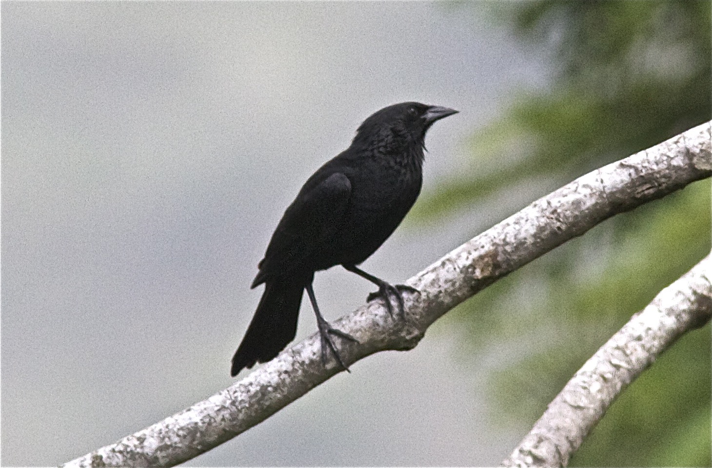 Pretty Chopi blackbird