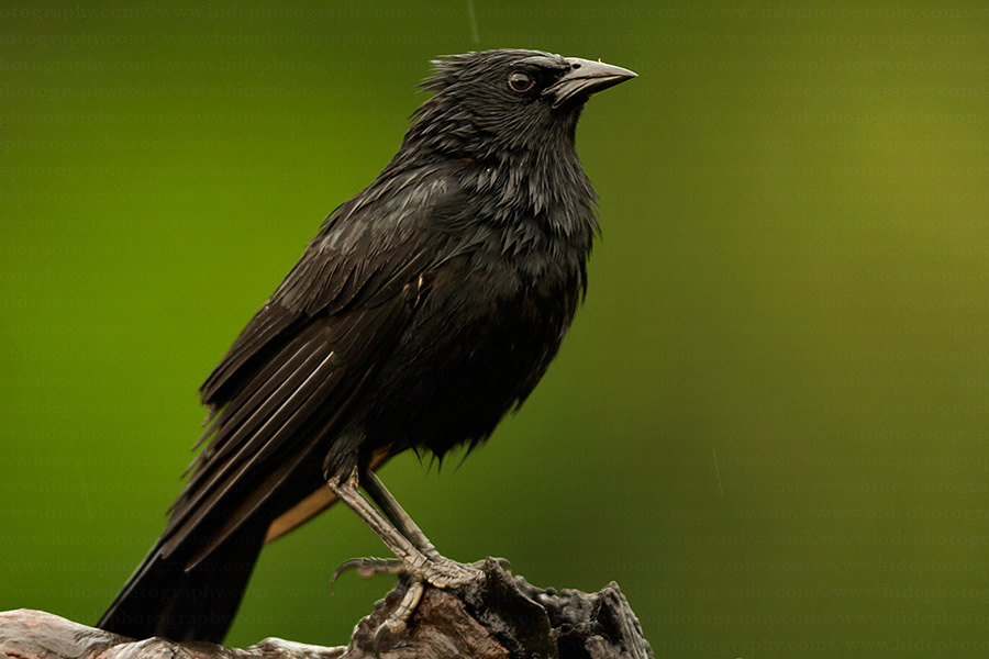 Pretty Chopi blackbird