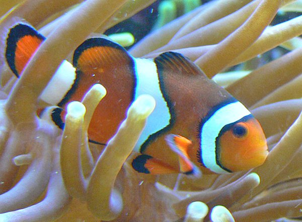 Pretty Clown anemonefish