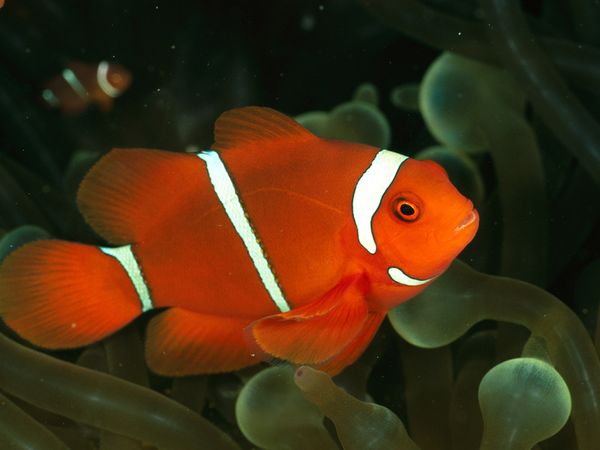 Pretty Clown anemonefish
