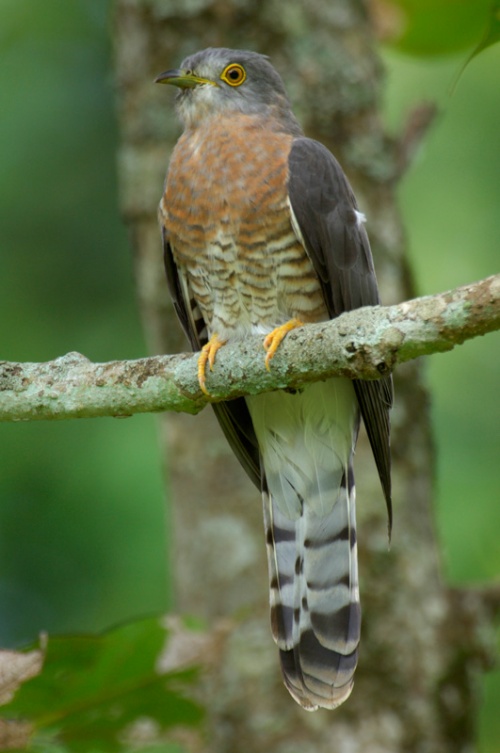 Pretty Common hawk-cuckoo