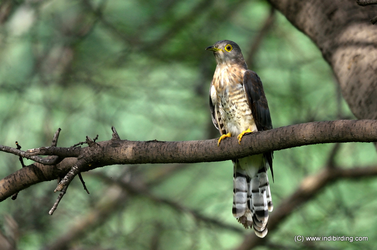 Pretty Common hawk-cuckoo
