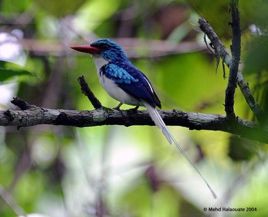 Pretty Common paradise kingfisher