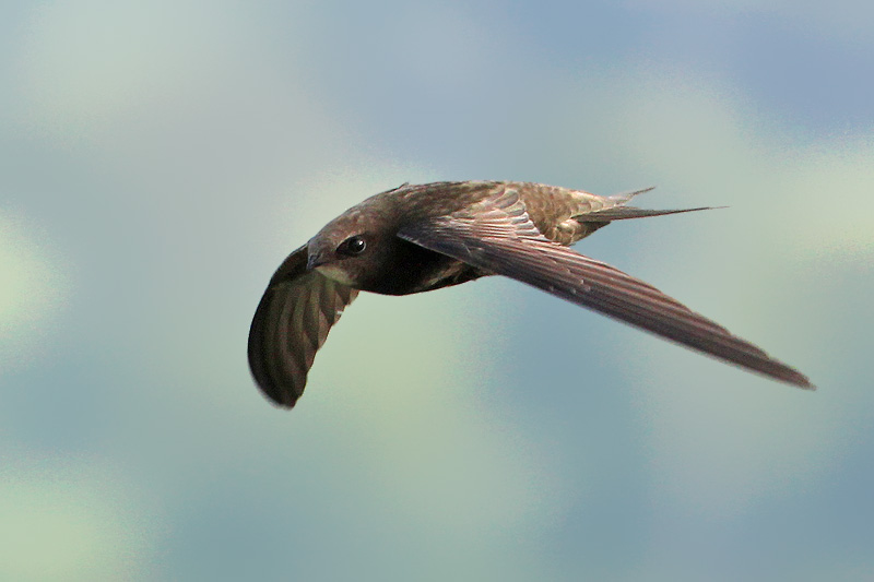 Pretty Common swift